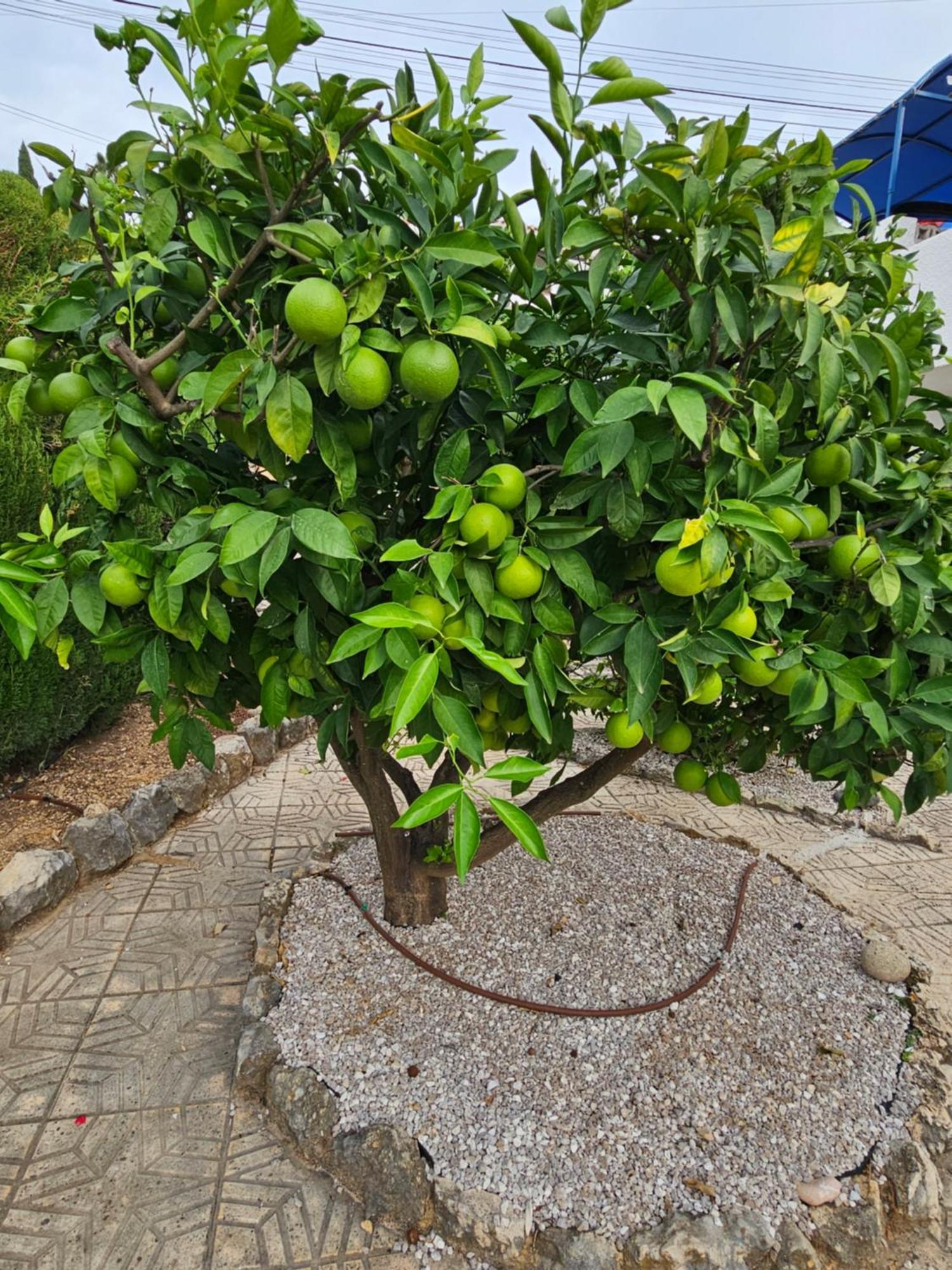 הוילה Orba Casa Lima מראה חיצוני תמונה